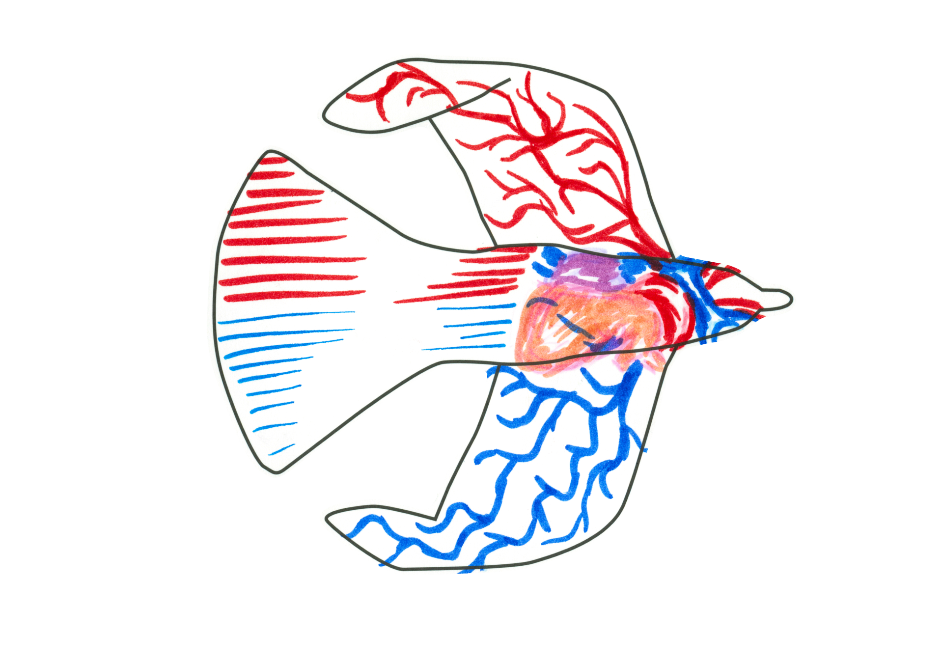 自由飛翔的天氣鳥