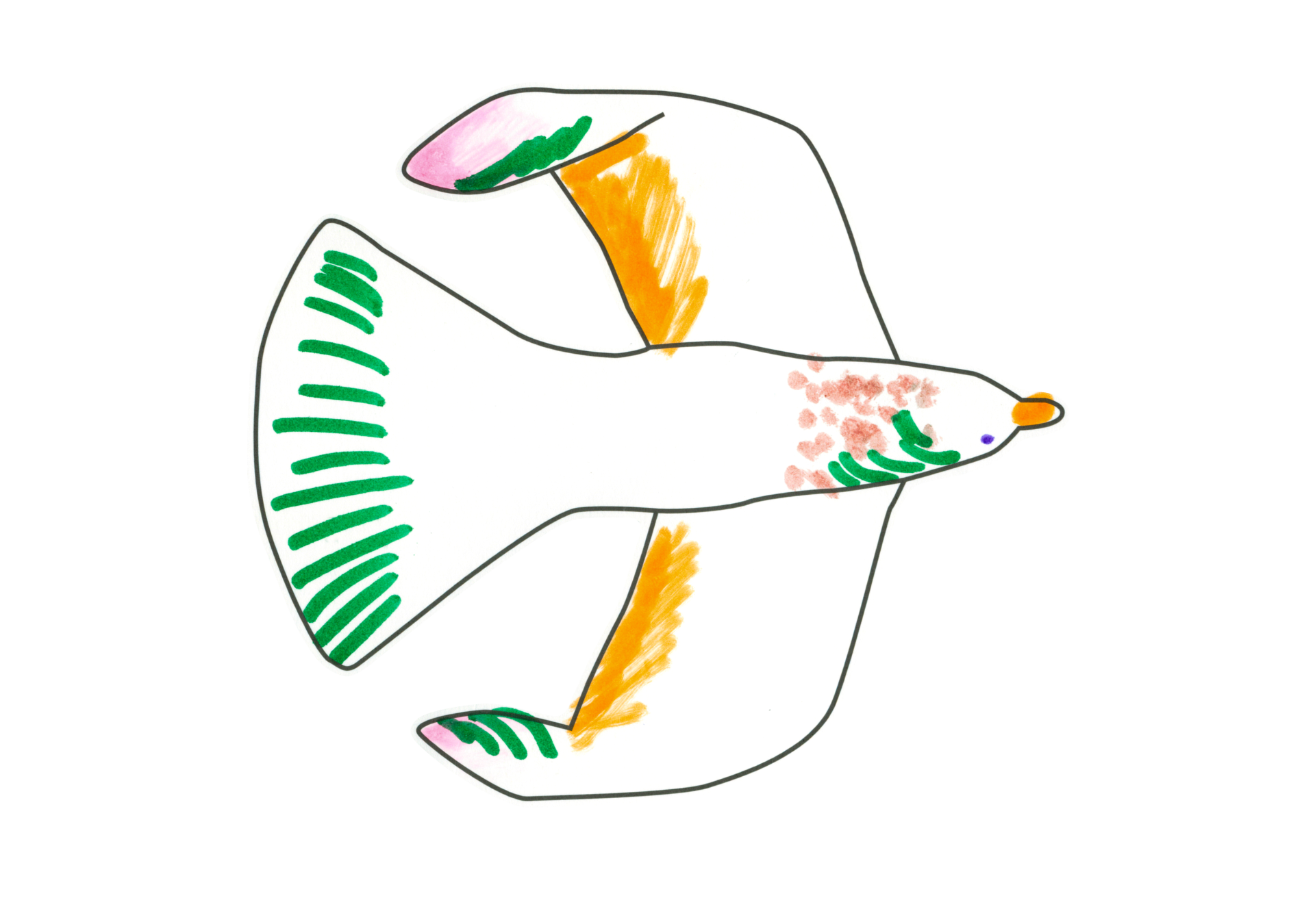 自由飛翔的天氣鳥