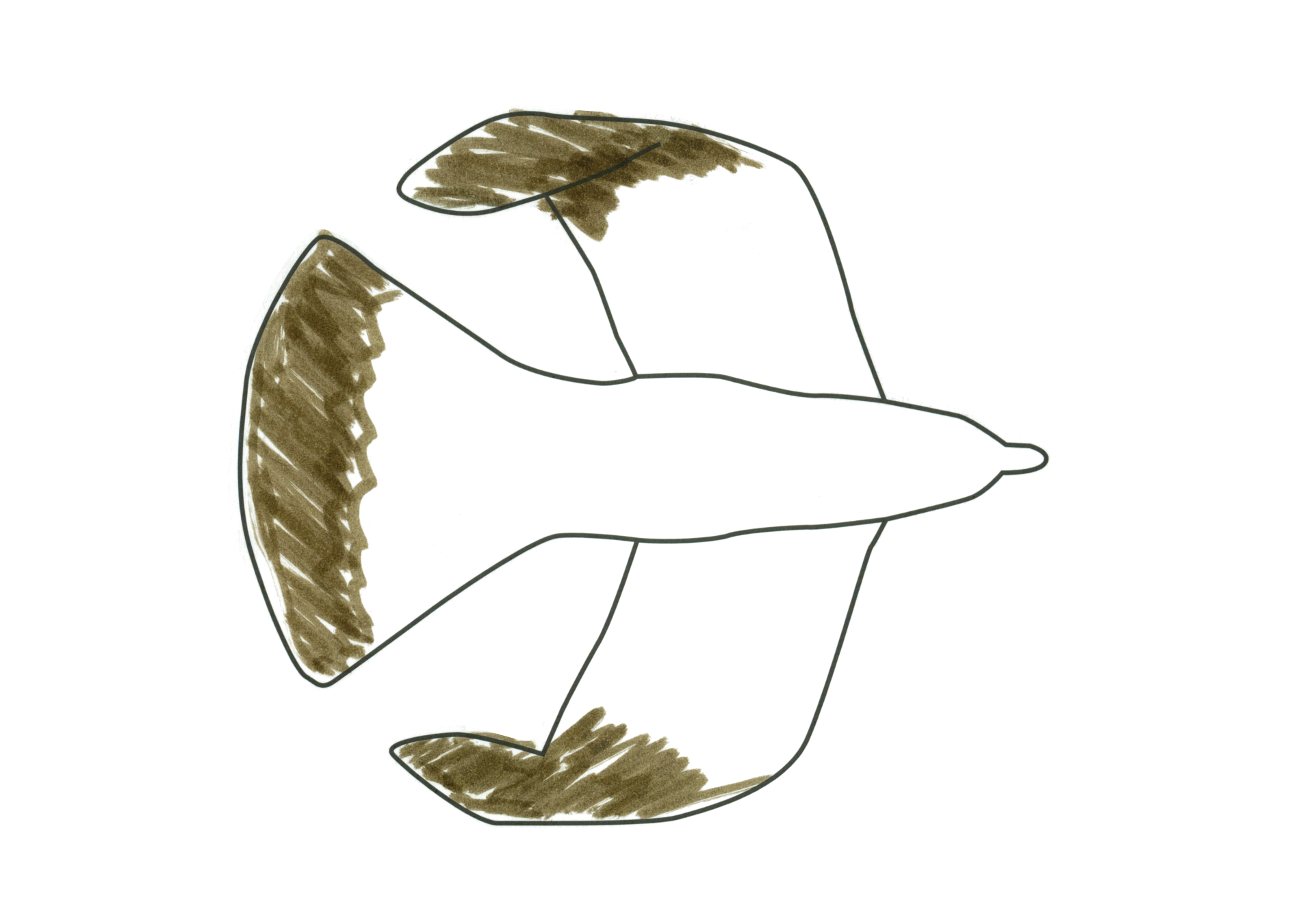 自由飛翔的天氣鳥