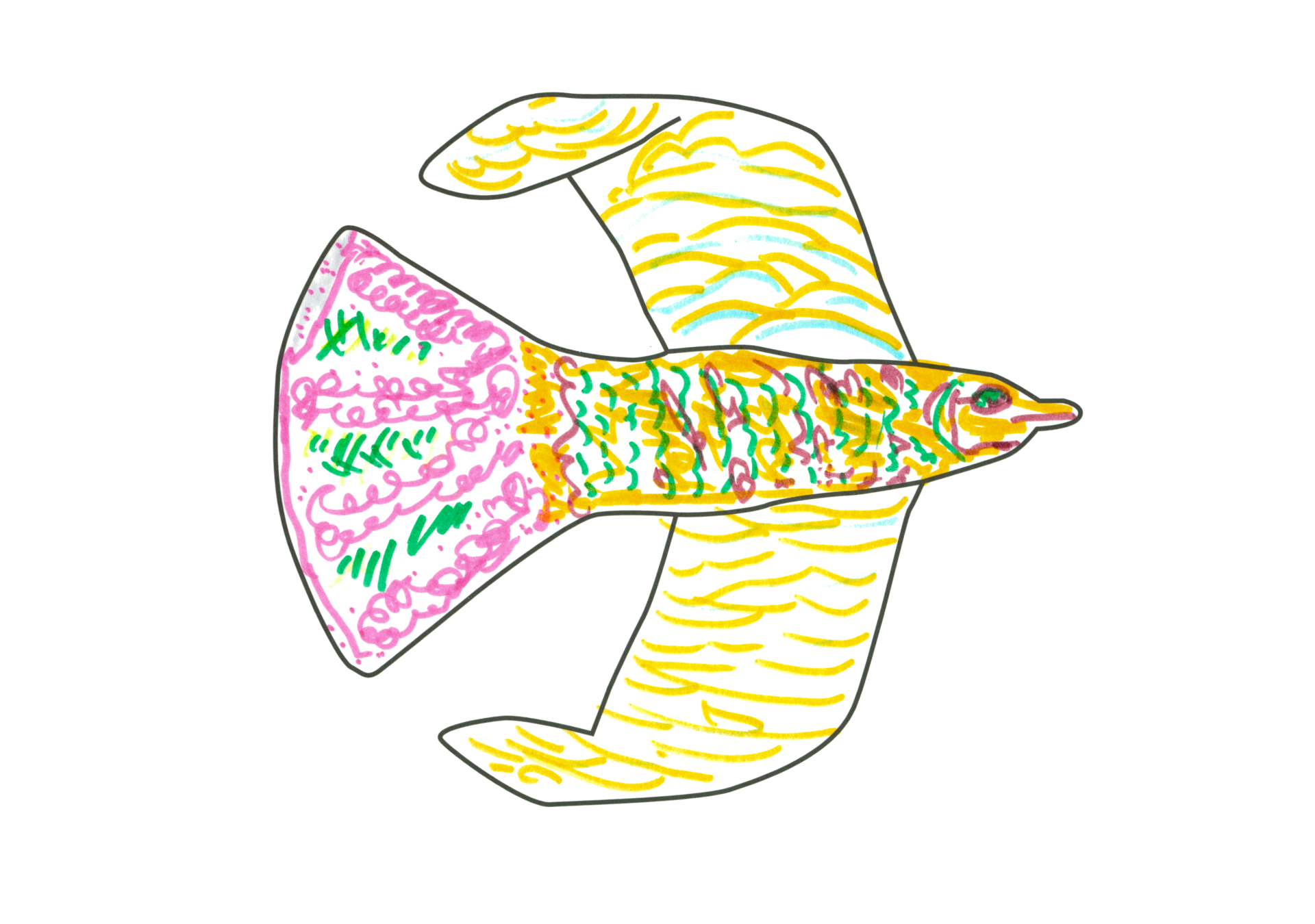 08670 孔雀