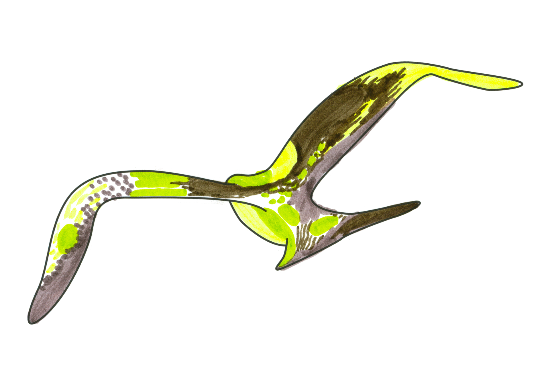 Oli