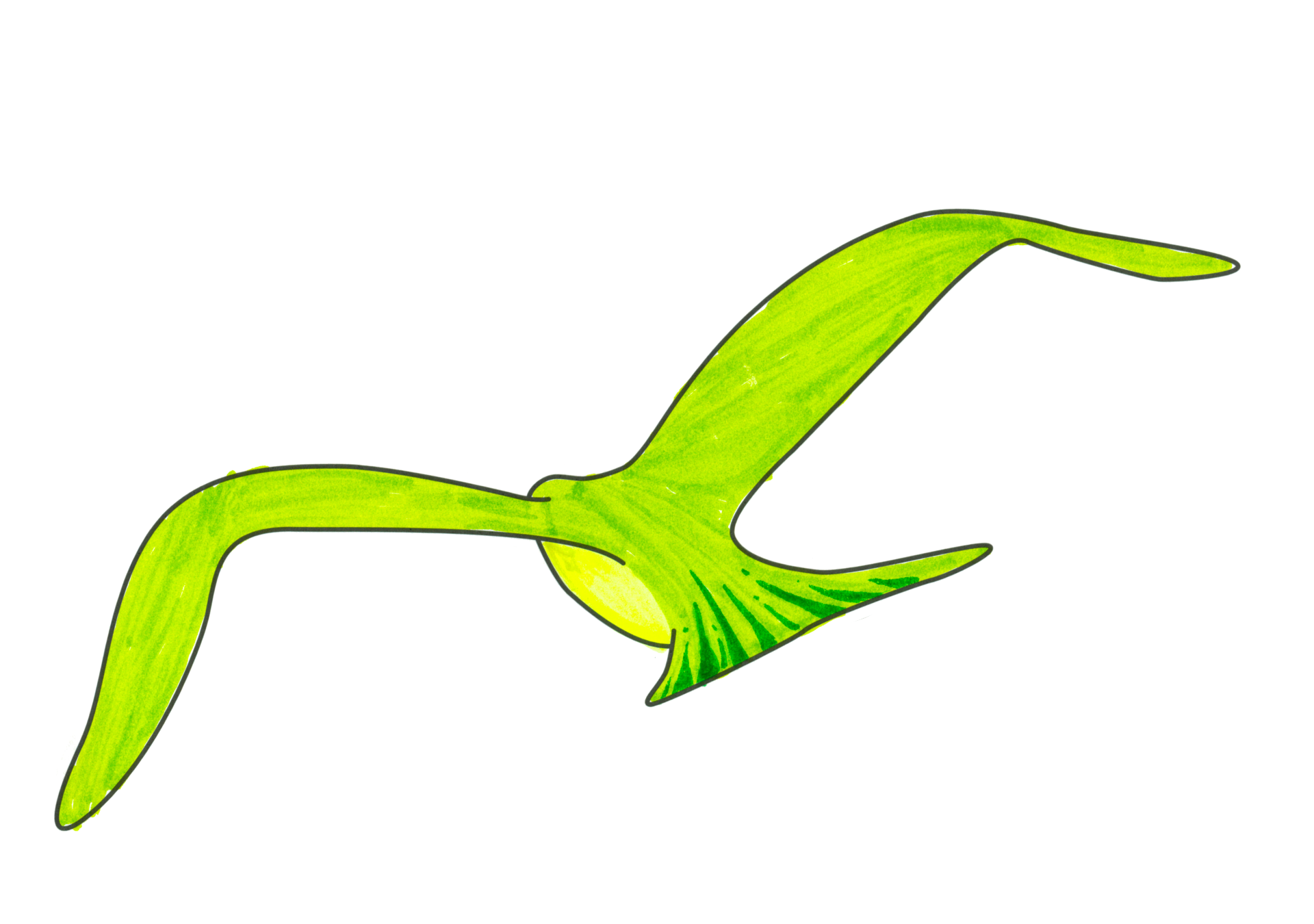 midori