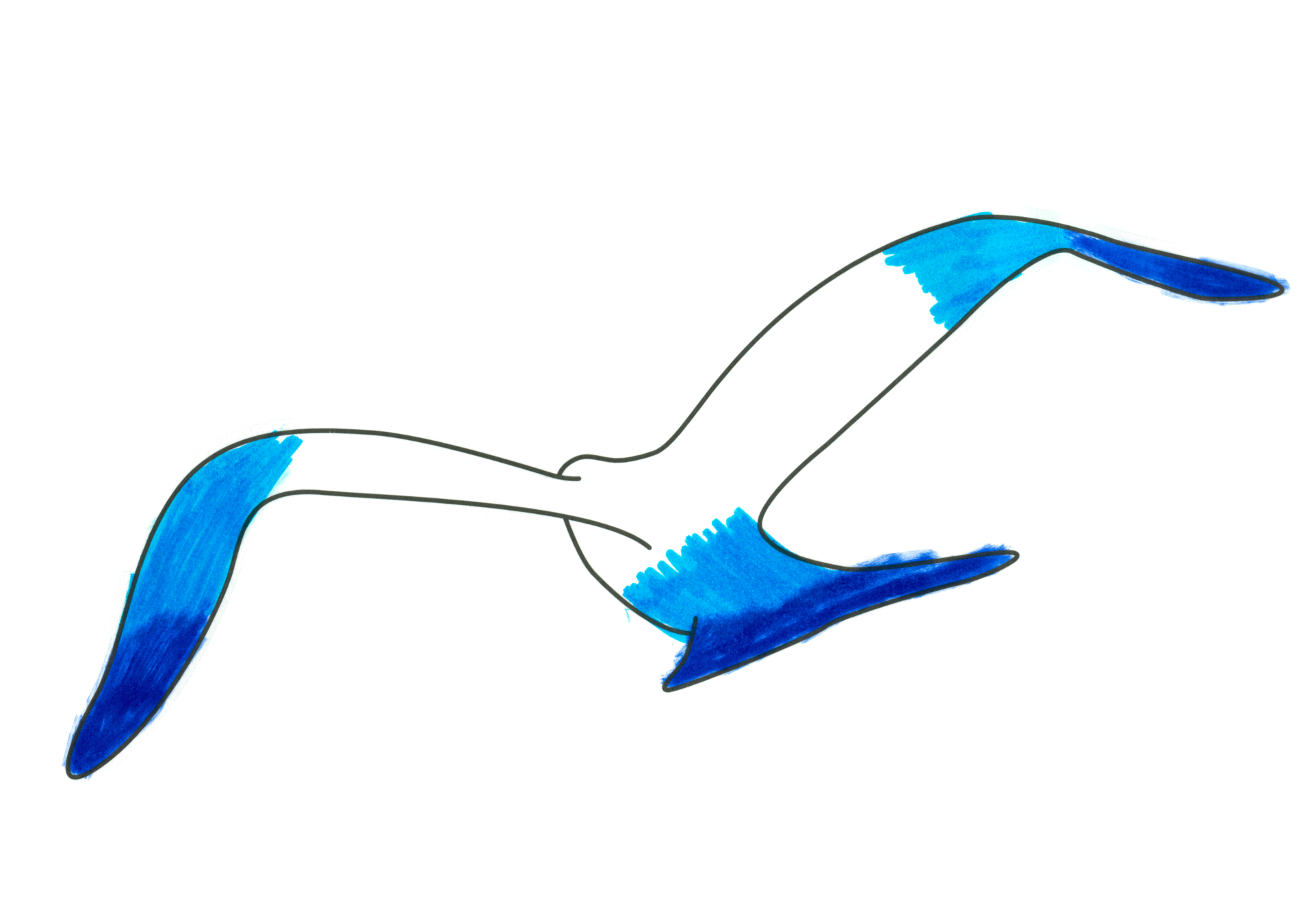 自由飛翔的天氣鳥