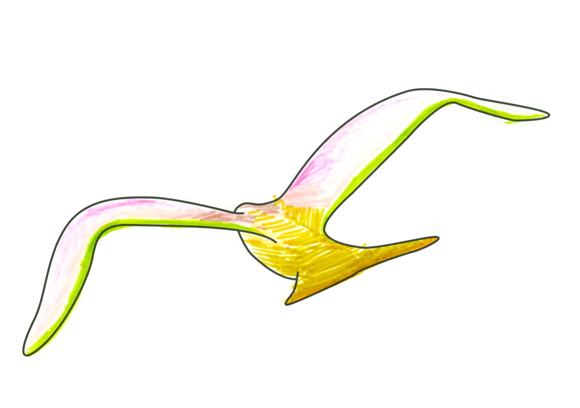 自由飛翔的天氣鳥