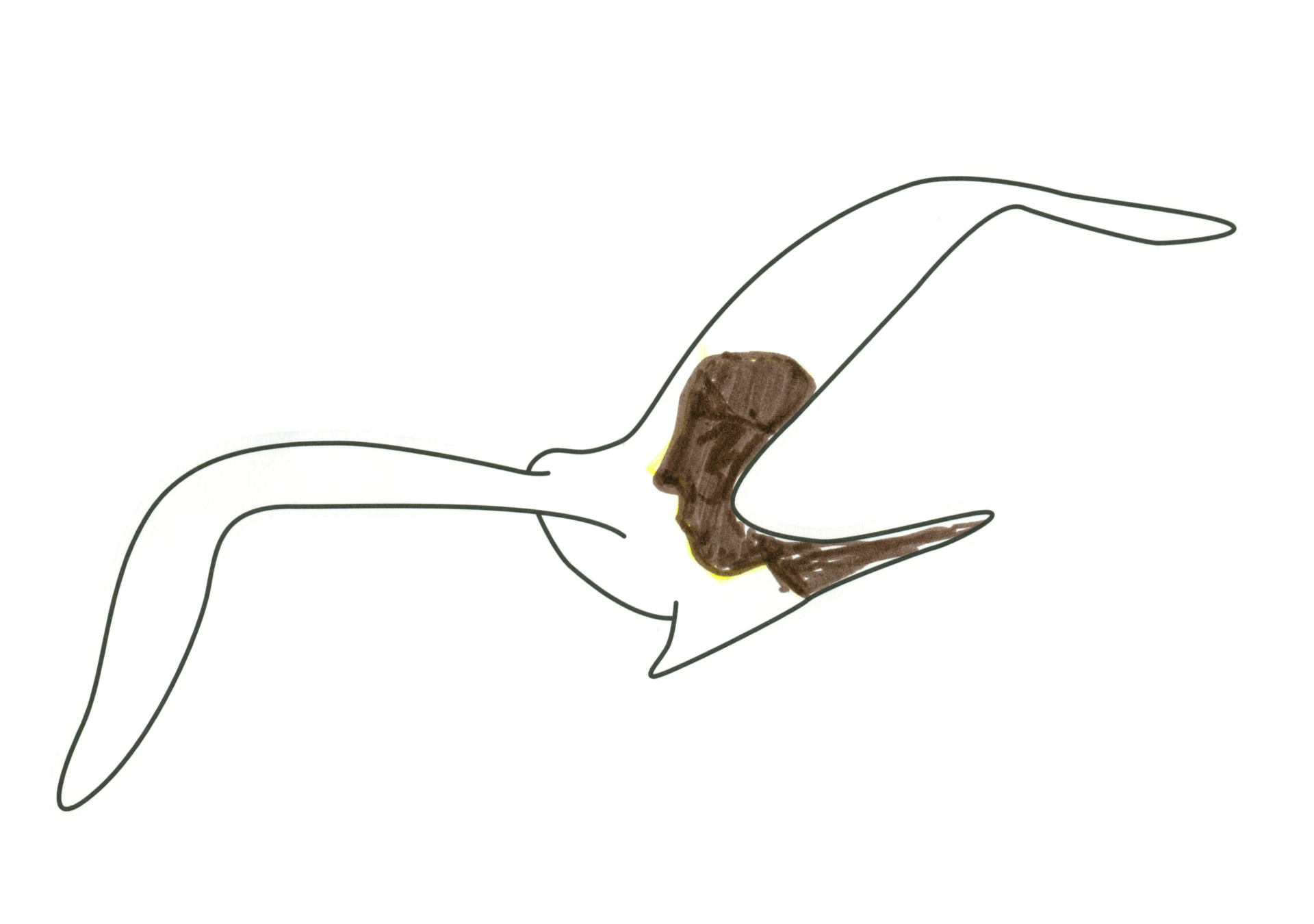 自由飛翔的天氣鳥