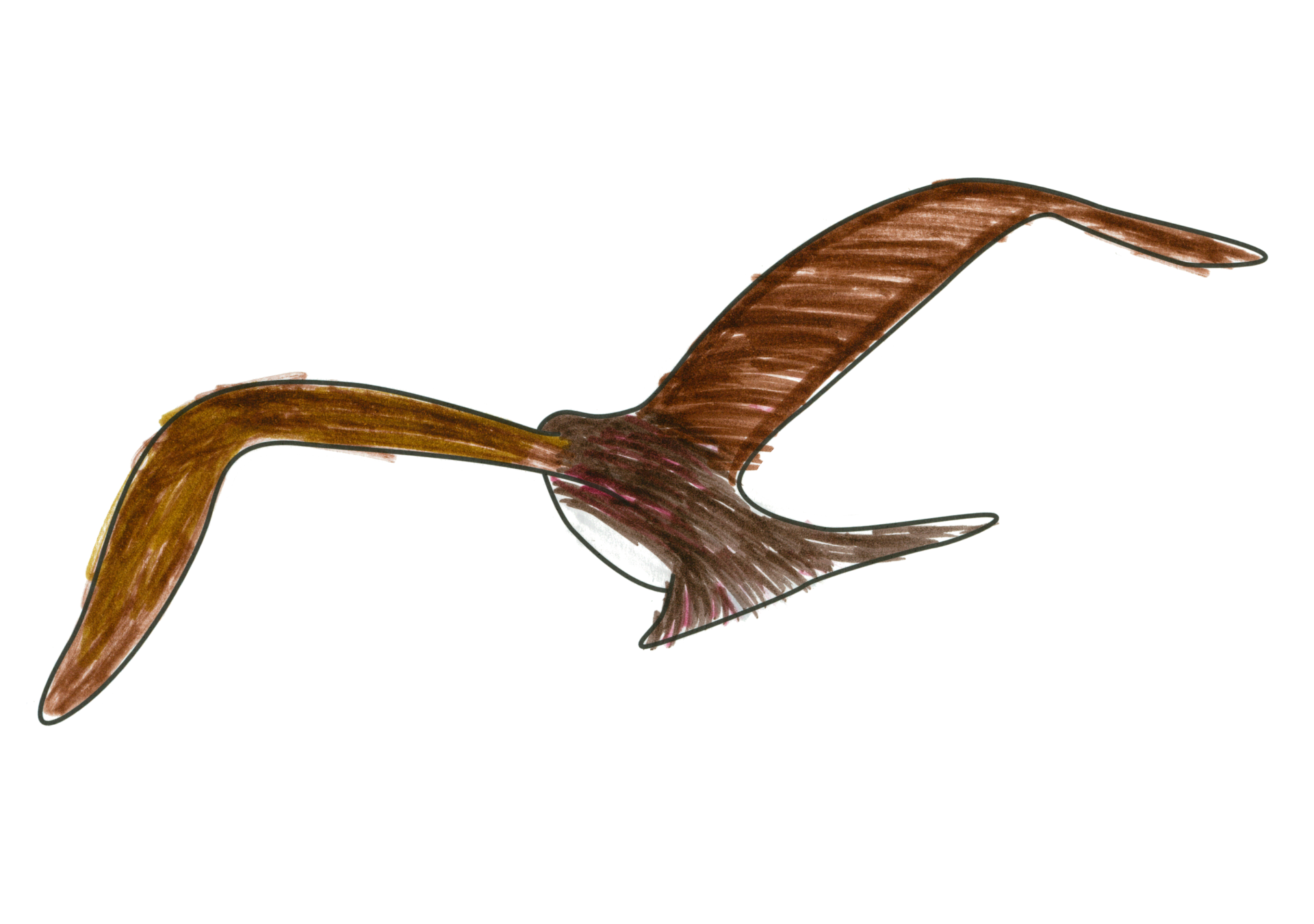 自由飛翔的天氣鳥