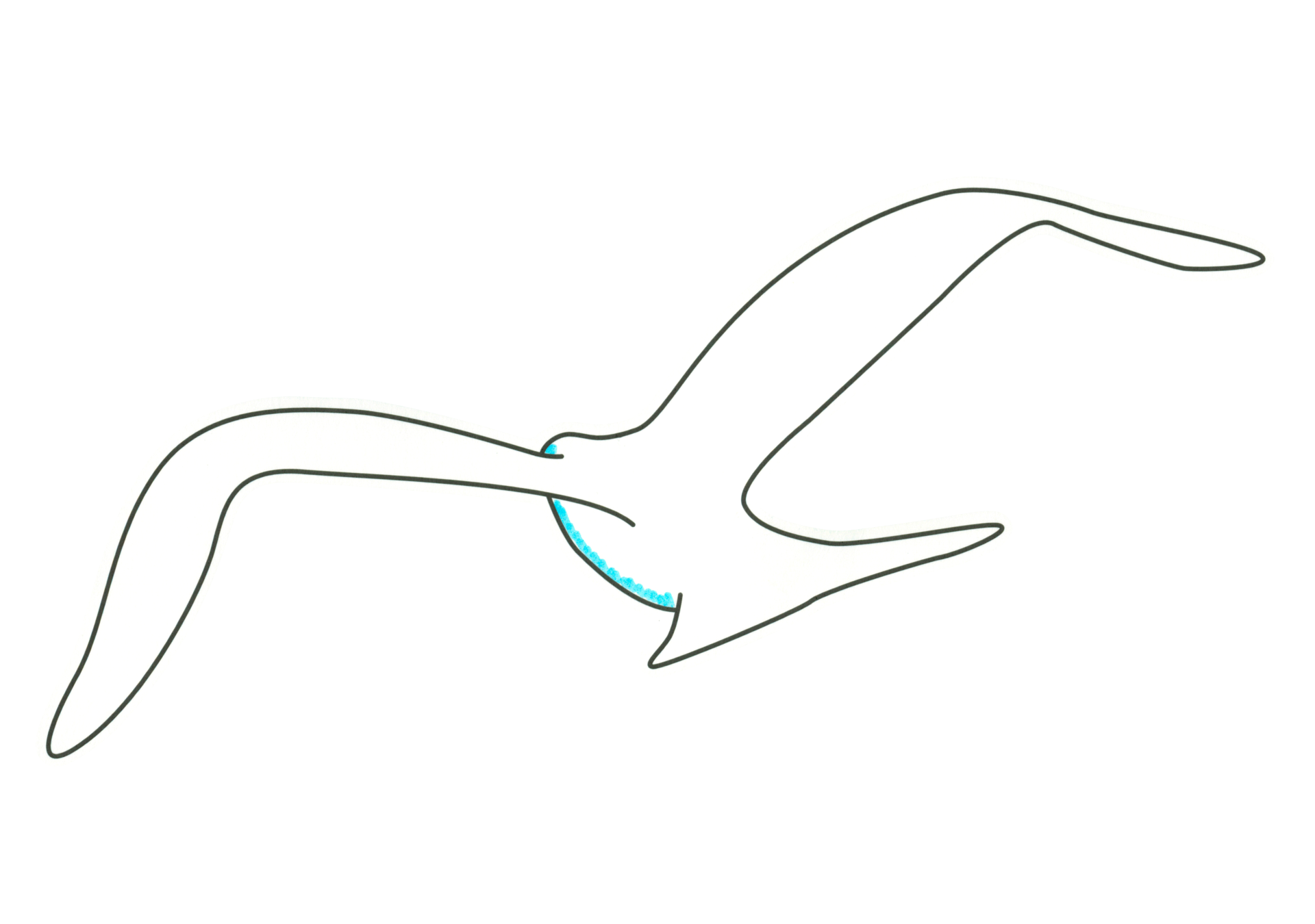 自由飛翔的天氣鳥