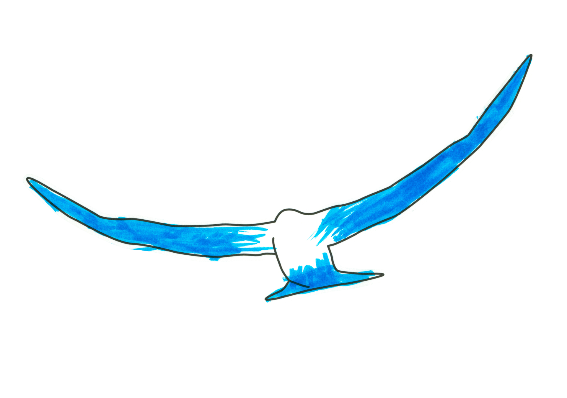 自由飛翔的天氣鳥