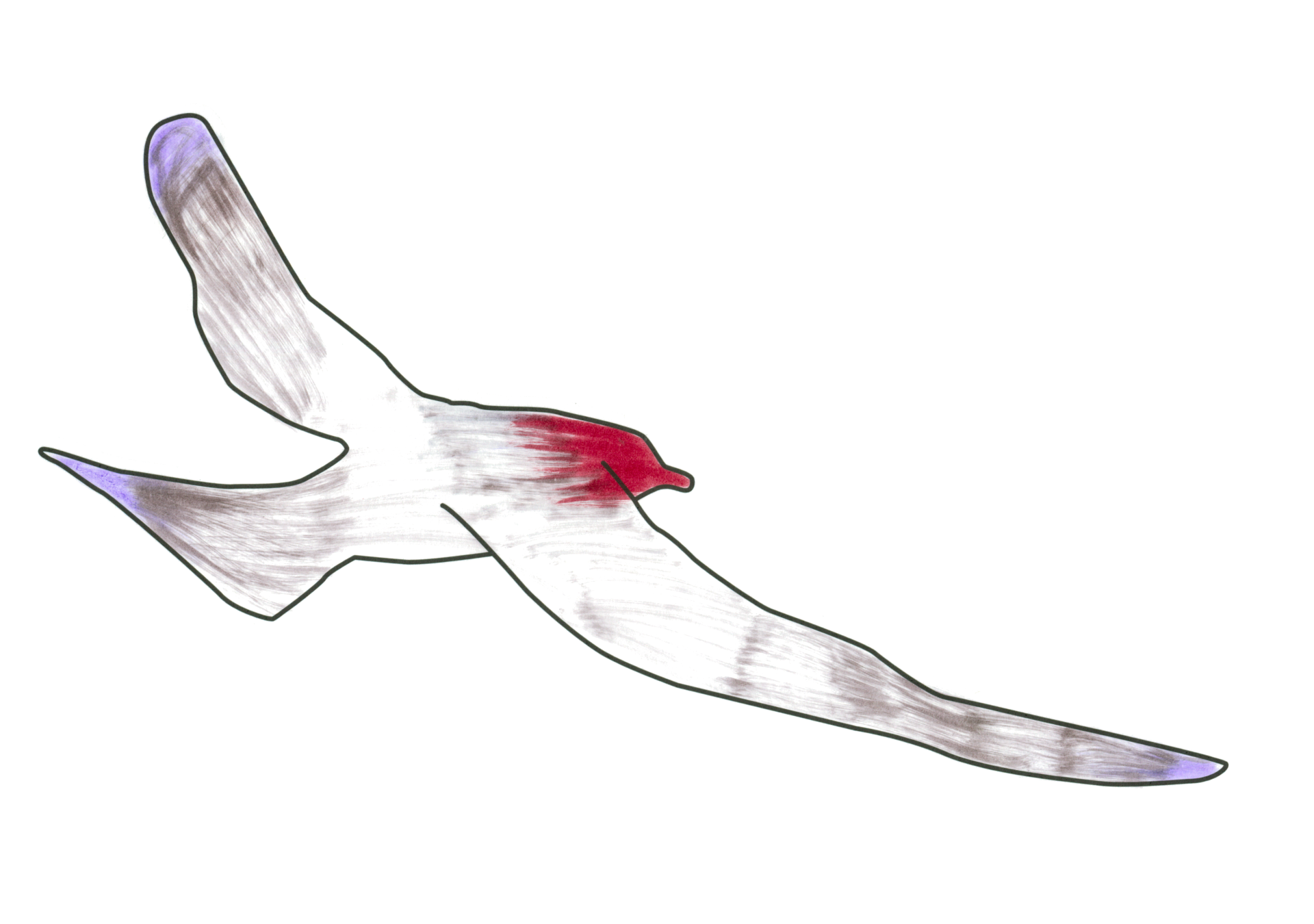 自由飛翔的天氣鳥