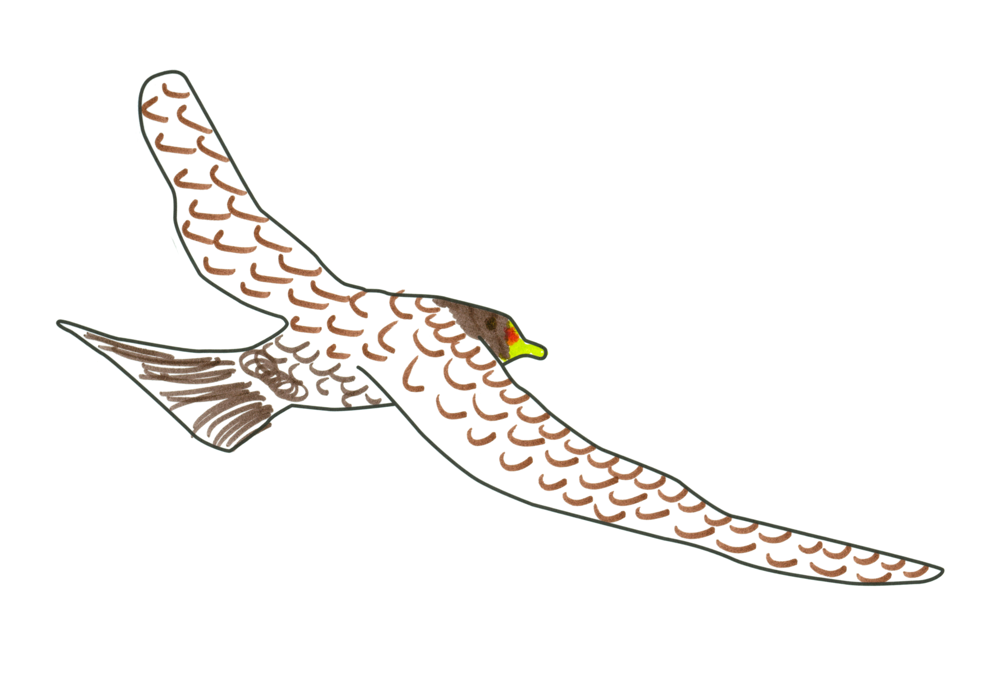 自由飛翔的天氣鳥