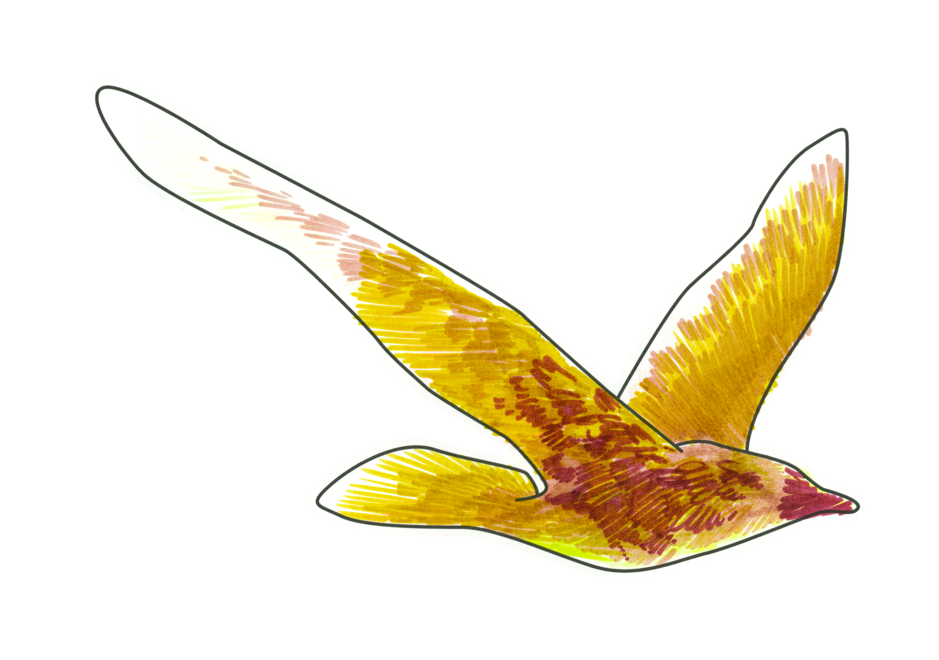 自由飛翔的天氣鳥