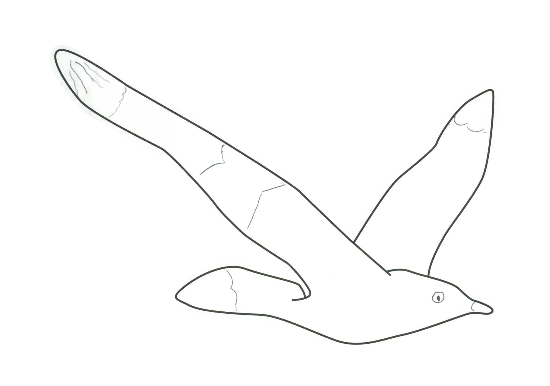 自由飛翔的天氣鳥