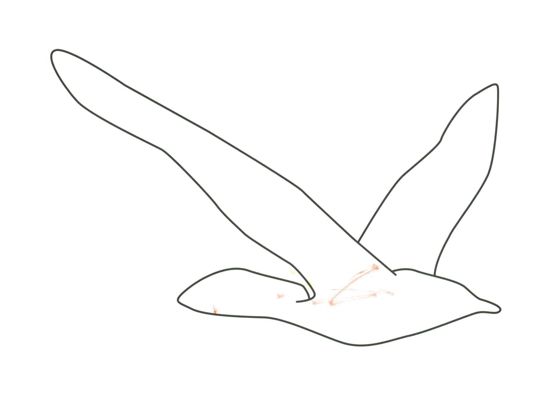 自由飛翔的天氣鳥
