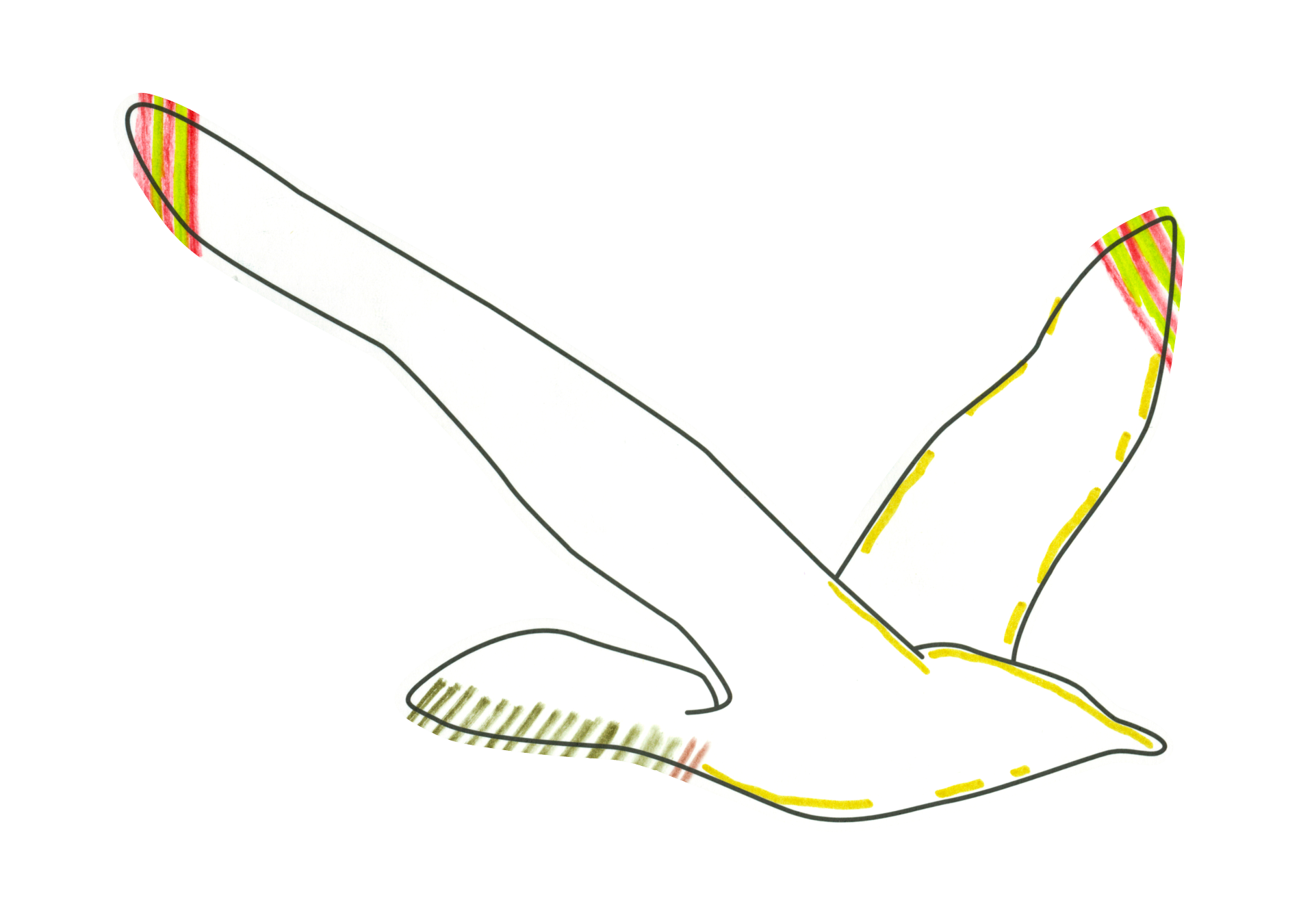 自由飛翔的天氣鳥
