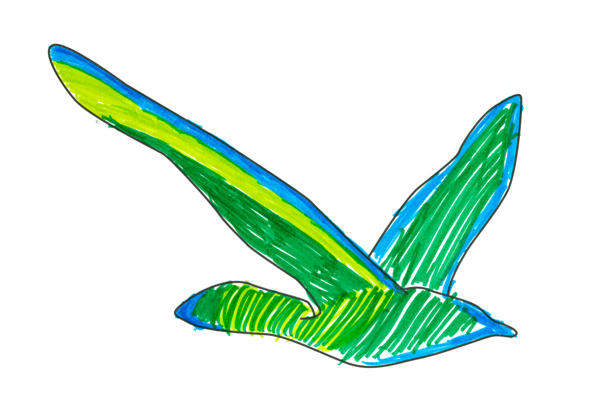 自由飛翔的天氣鳥
