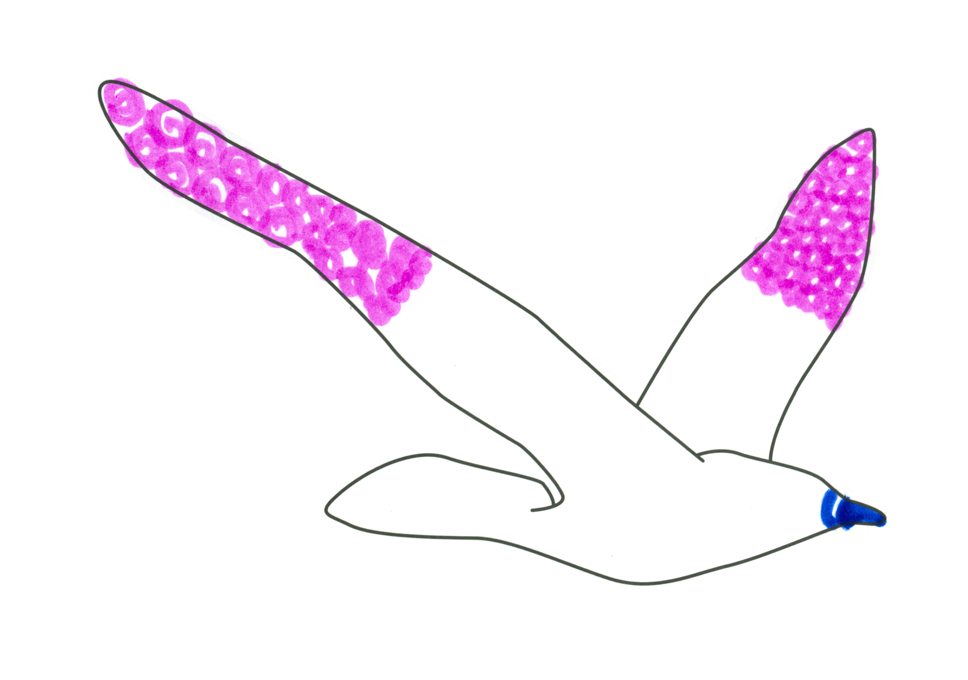 自由飛翔的天氣鳥