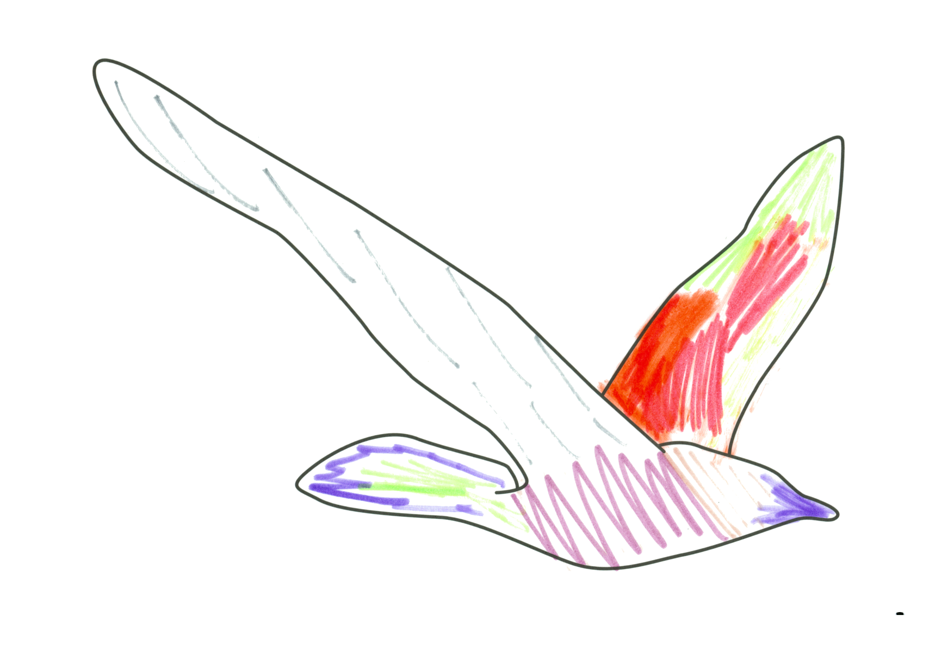 自由飛翔的天氣鳥