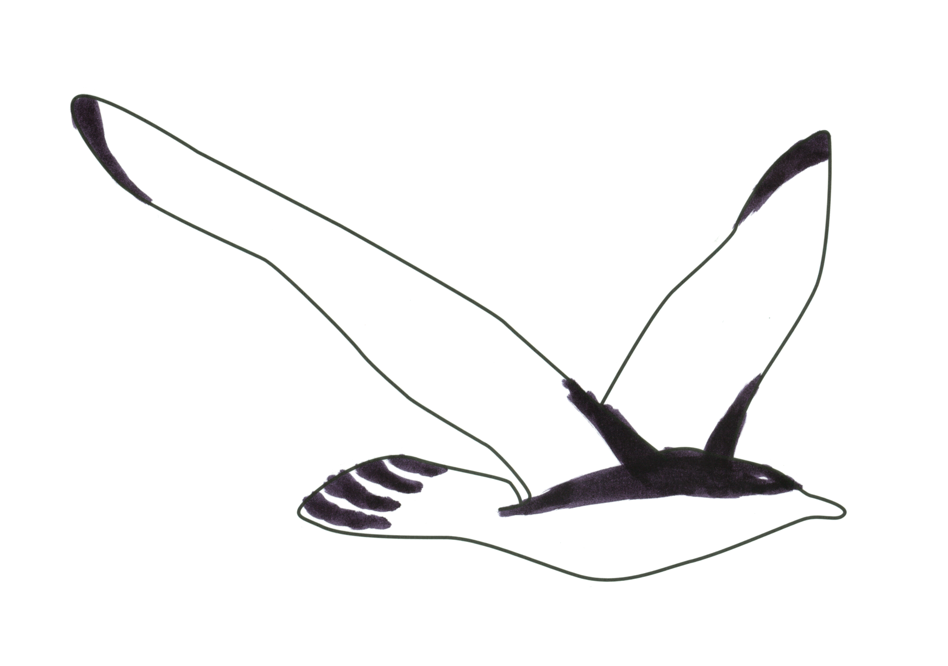 自由飛翔的天氣鳥