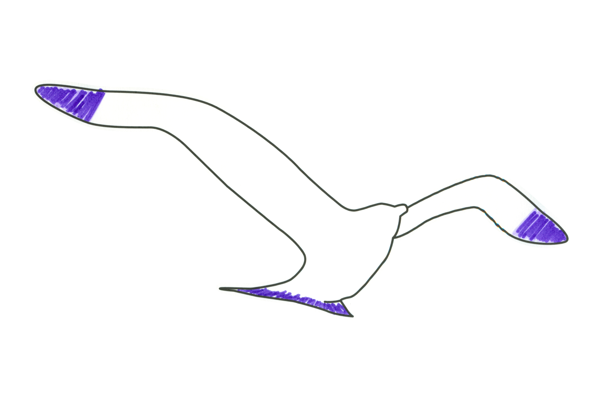 09522 自由飛翔的天氣鳥
