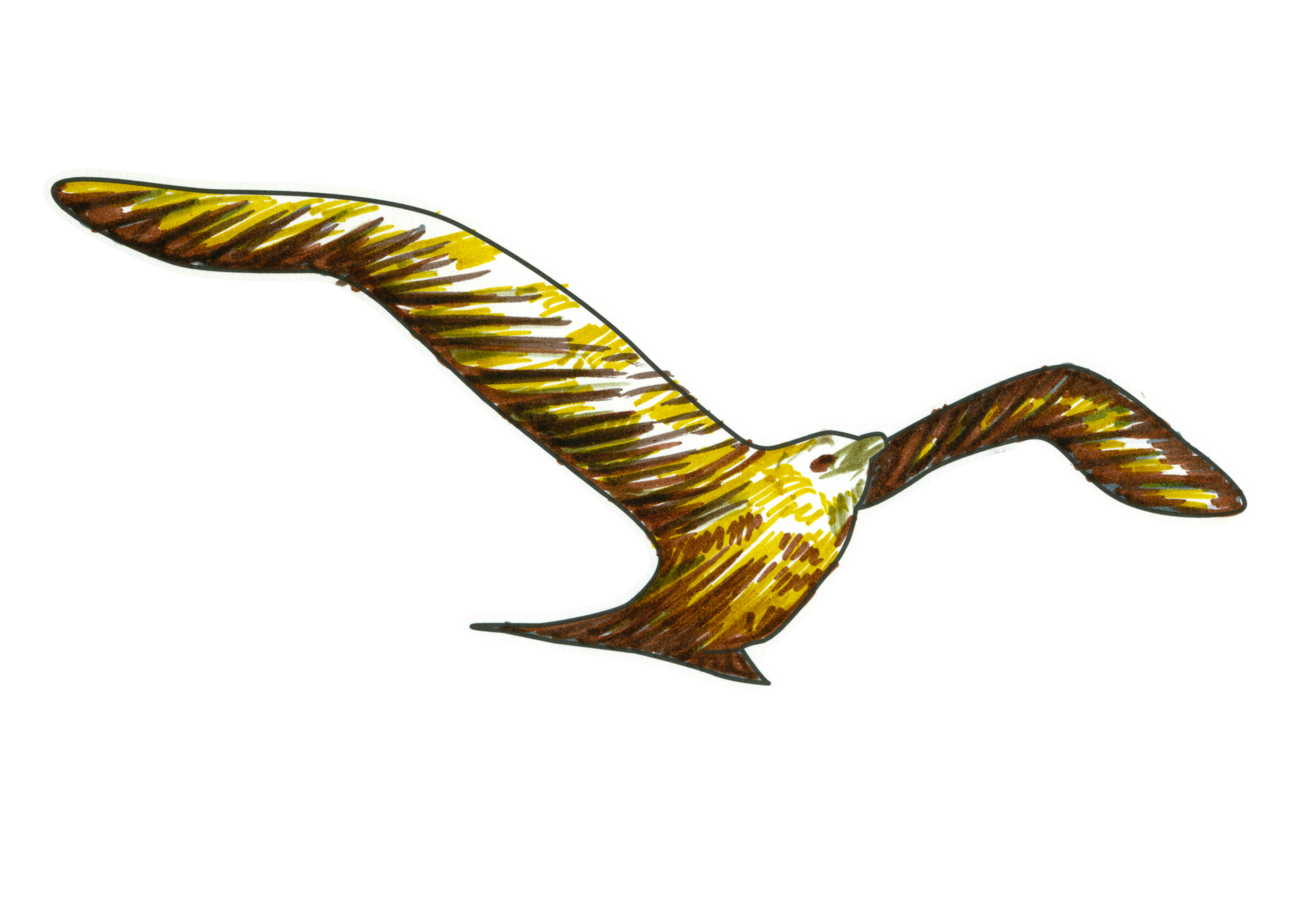 09545 自由飛翔的天氣鳥