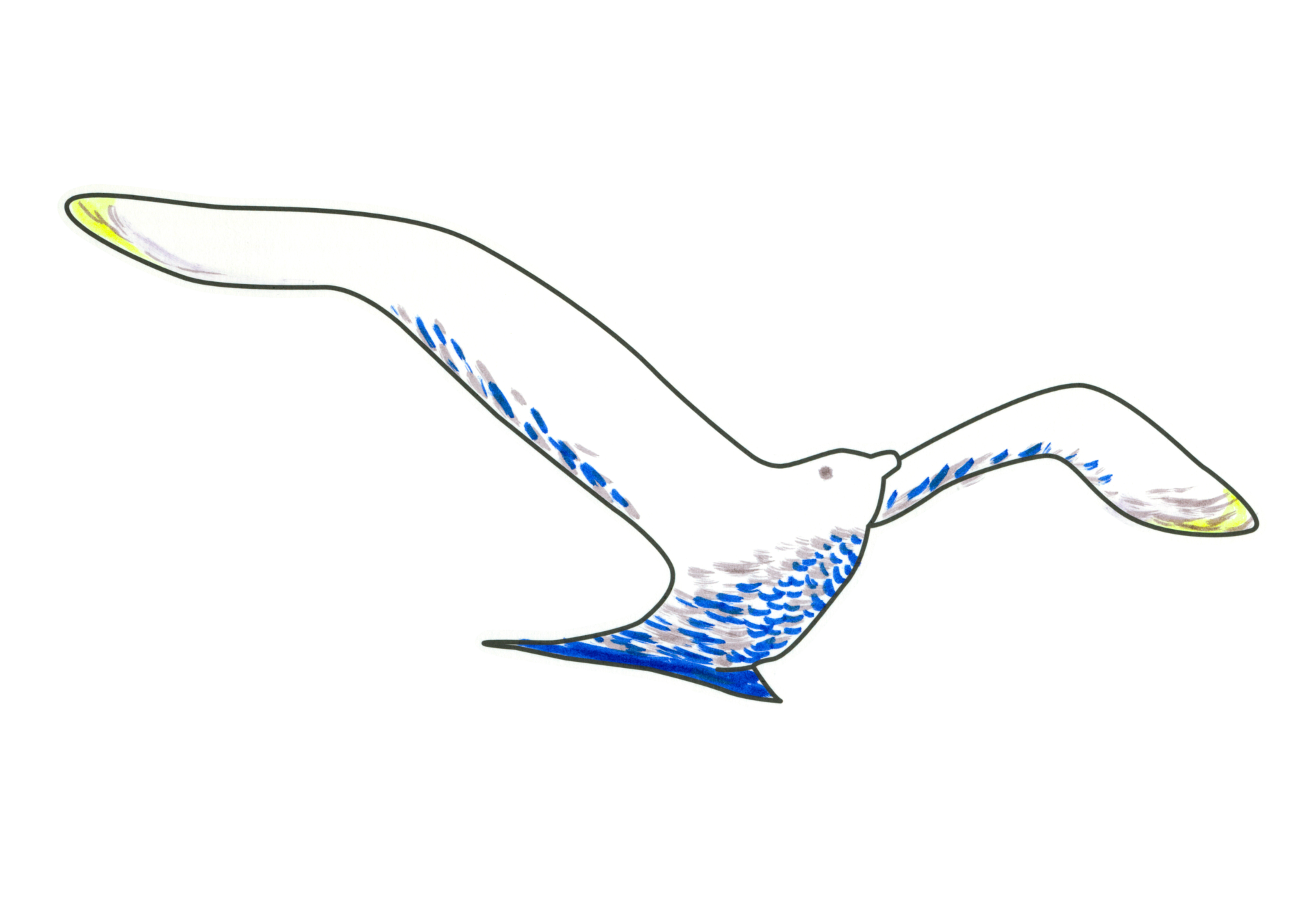 09573 自由飛翔的天氣鳥